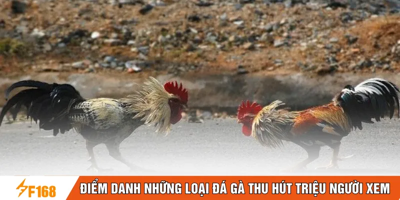 Điểm danh những loại đá gà thu hút triệu người xem